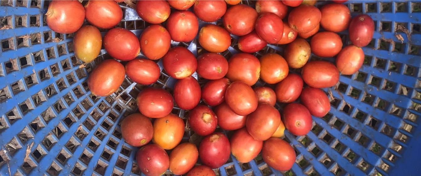 Freshly harvested Pink Bourbon coffee cherries in a harvest basket, Villa Inez, Consacá, Nariño, Colombia